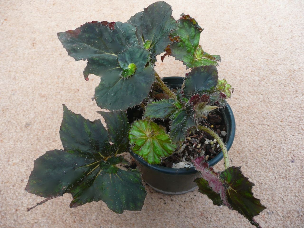 B. ‘Midnight Witch’